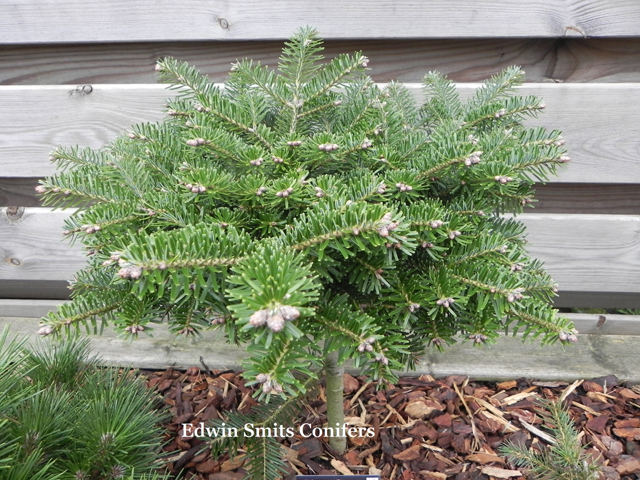 Abies alba 'Chmel W.B.'